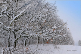 <p>Šluknovsko - Království</p>